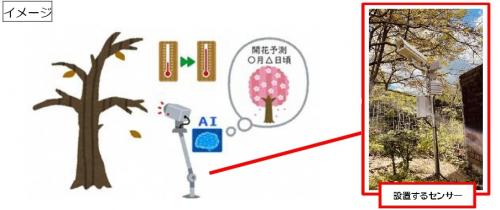 AI桜開花予測イメージ