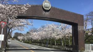 飯盛霊園の桜2022