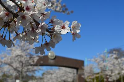 飯盛霊園正面ゲートの桜の写真