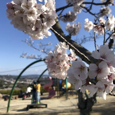飯盛霊園アスレチック広場の桜の写真