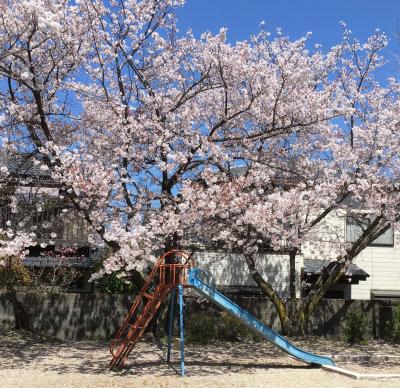 のんちゃんさんの桜の写真