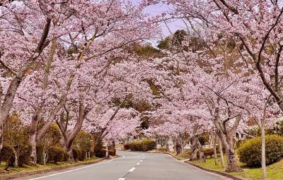 田原のよっちゃんさんの桜の写真