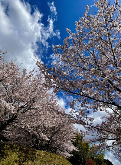 田原の虎徹さんの桜の写真