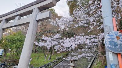 sesami0505さんが投稿した桜の写真