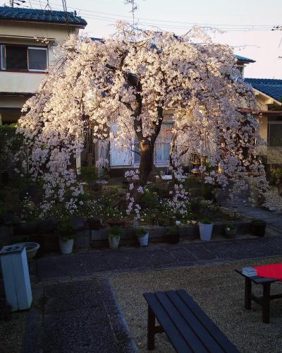 妙法寺のご住職投稿の枝垂れ桜の写真