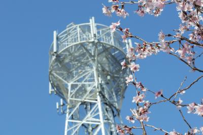 tomo.ichi21さんの桜の写真