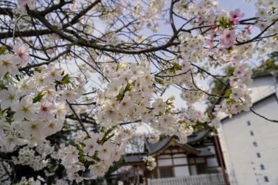 noe.76さんの桜の写真
