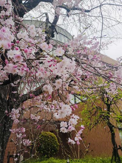 Uniまるさんの桜の写真