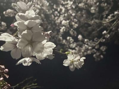 おこげさんの桜の写真