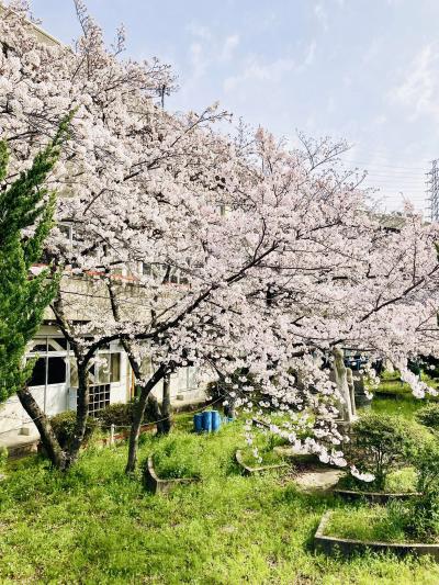 サクラサクさんの桜の写真