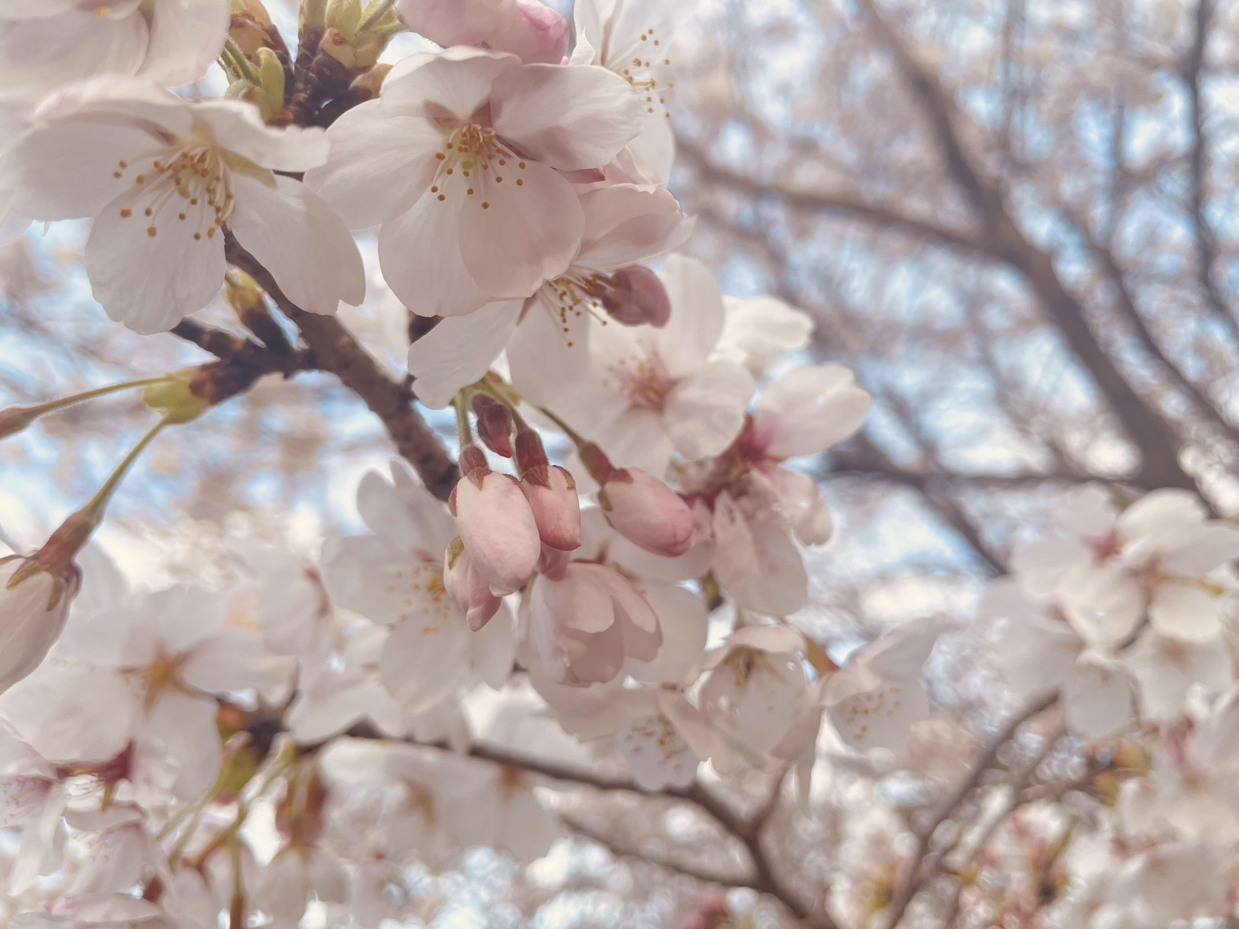 ユタンポさんの桜