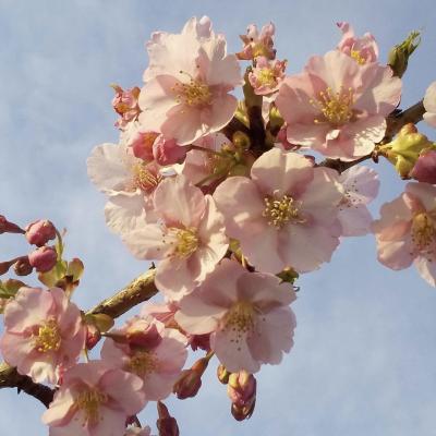 yoshiko141414さんの桜１