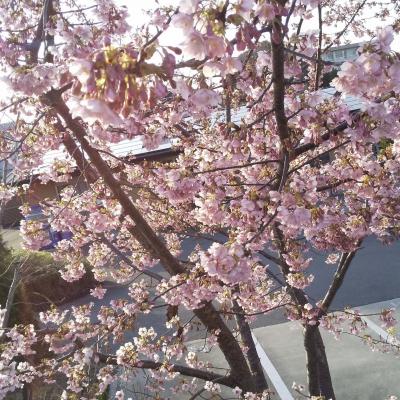 yoshiko141414さんの桜２