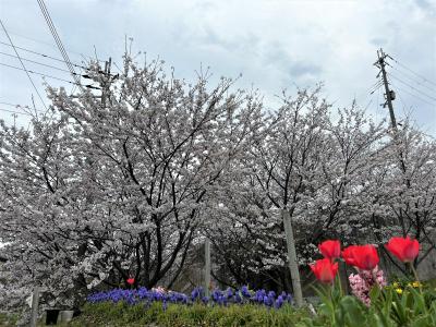 ゆきちゃんの桜
