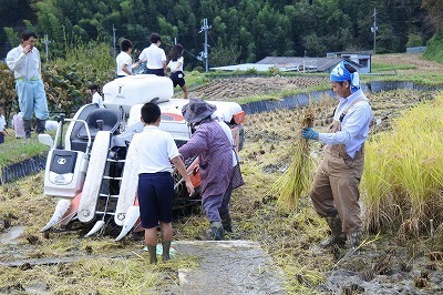 稲刈り7