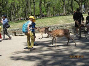 6年奈良公園