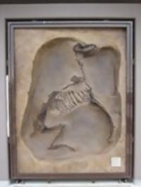 馬の全身骨格１