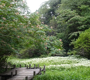 ボードウオーク