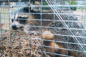 捕獲されたアライグマ
