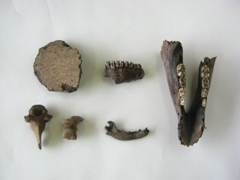 出土した動物の骨、写真
