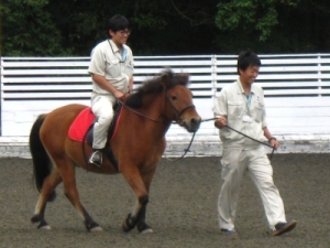 木曽馬の写真