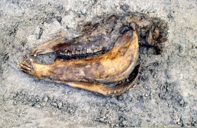 奈良井遺跡出土馬頭骨写真