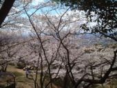 飯盛桜写真