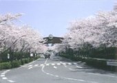 霊園の桜写真
