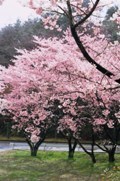 cherryblossom