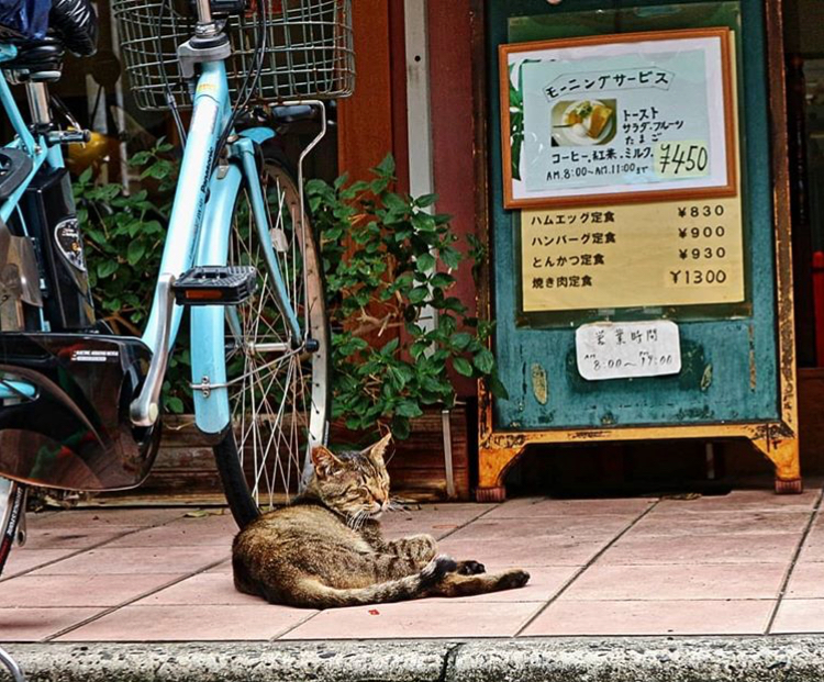 ねこ